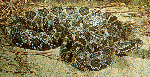 Eastern Massasauga