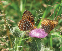 Atlantis fritillary