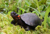 Bog turtle (Glyptemys muhlenbergii), photo by Charlie Eichelberger