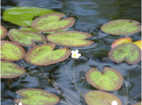 Floating heart (Nymphoides cordata), photo by Rocky Gleason