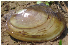 mussels