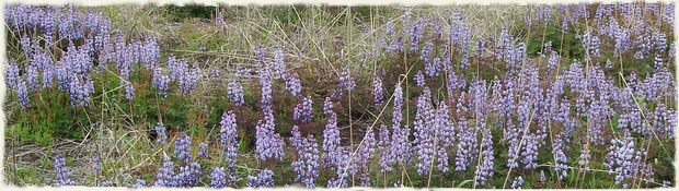 Lupine