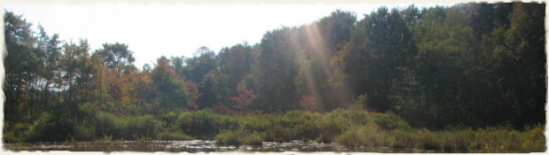 West Virginia white