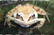 vernal pools