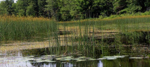 Palustrine Communities