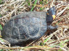 Bog turtle