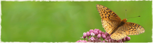 Spangled Frittilary on Swamp Milkweed