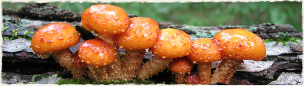 Pholiotas Fungi
