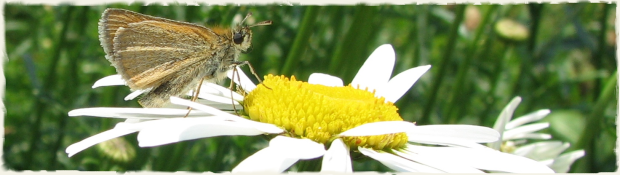 Skipper on Daisy